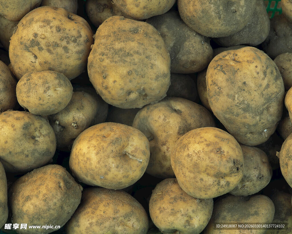 一堆新鲜的黄褐色土豆