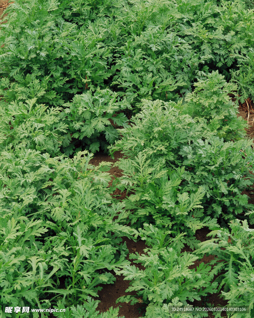 翠绿繁茂的植物景观