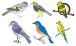 多彩鸟类集合