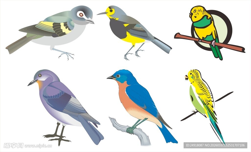 多彩鸟类集合