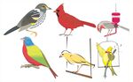多彩鸟类集合展示