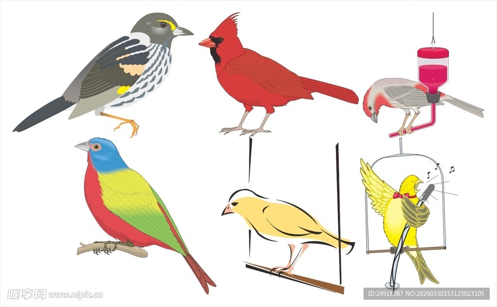 多彩鸟类集合展示