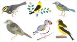 多彩雀鸟集合
