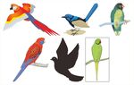 多彩鸟类图案素材