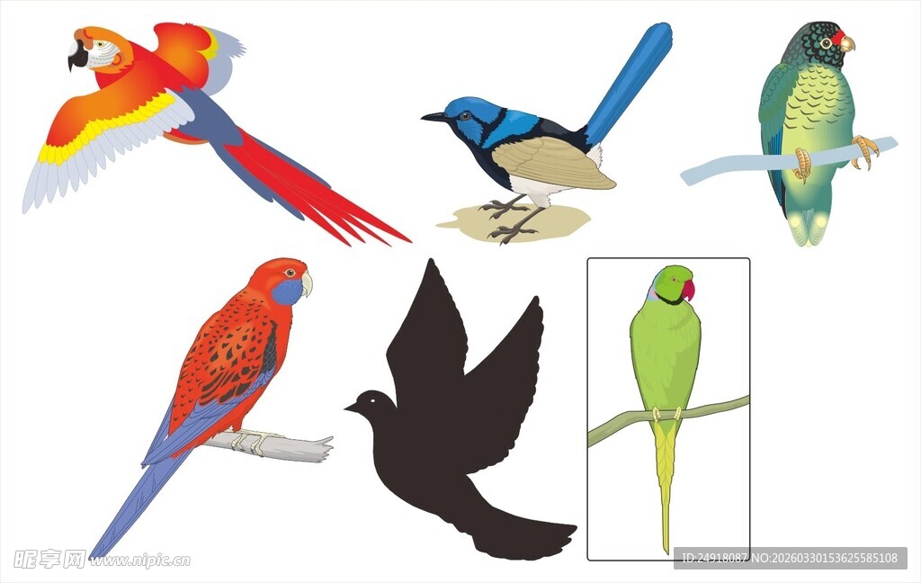 多彩鸟类图案素材
