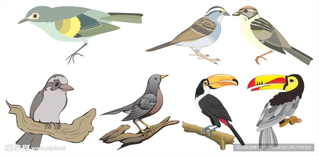 多样鸟类姿态展示