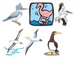 多样海鸟插画集合