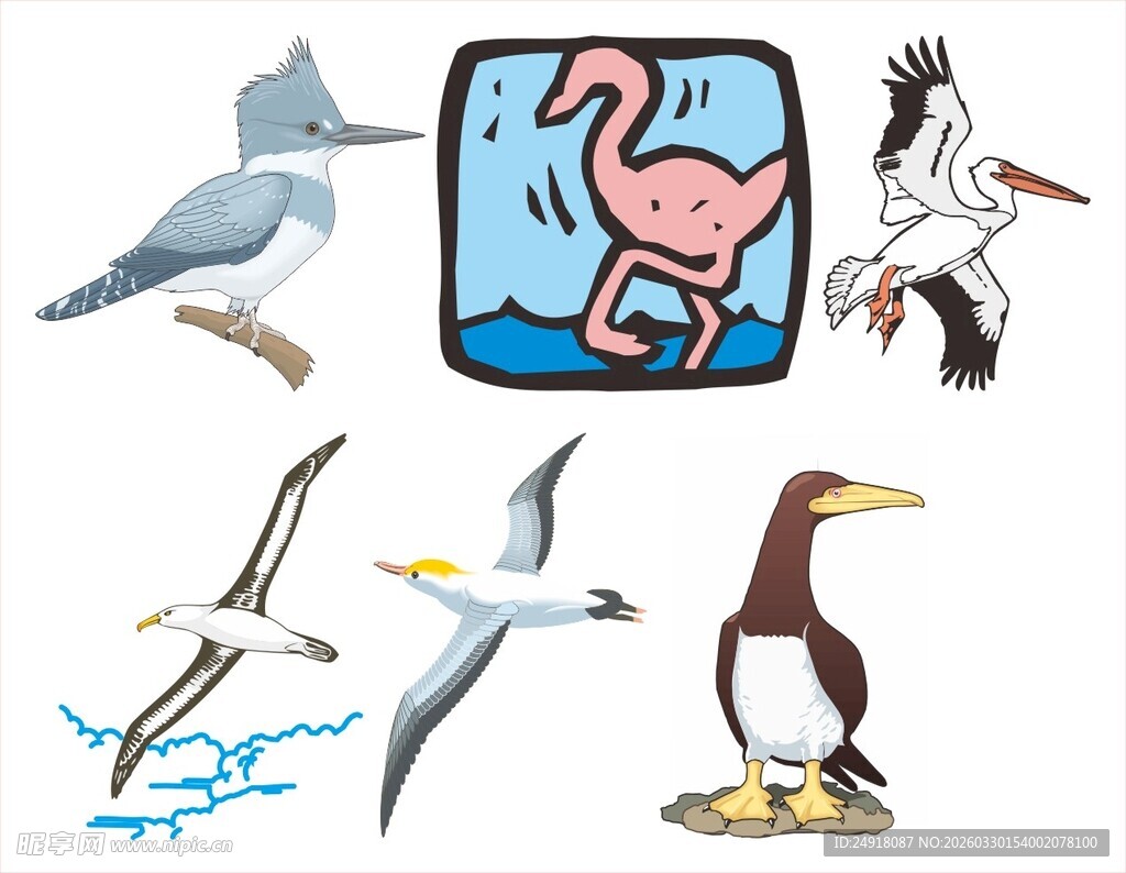 多样海鸟插画集合
