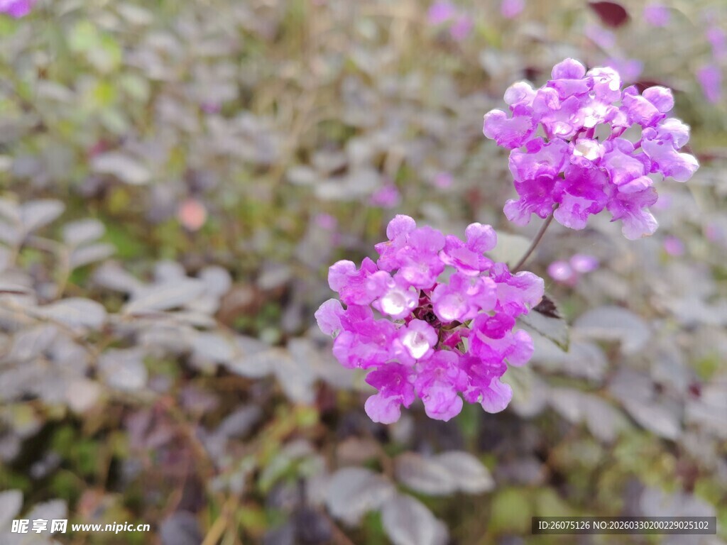 两朵娇艳紫花绽放野外