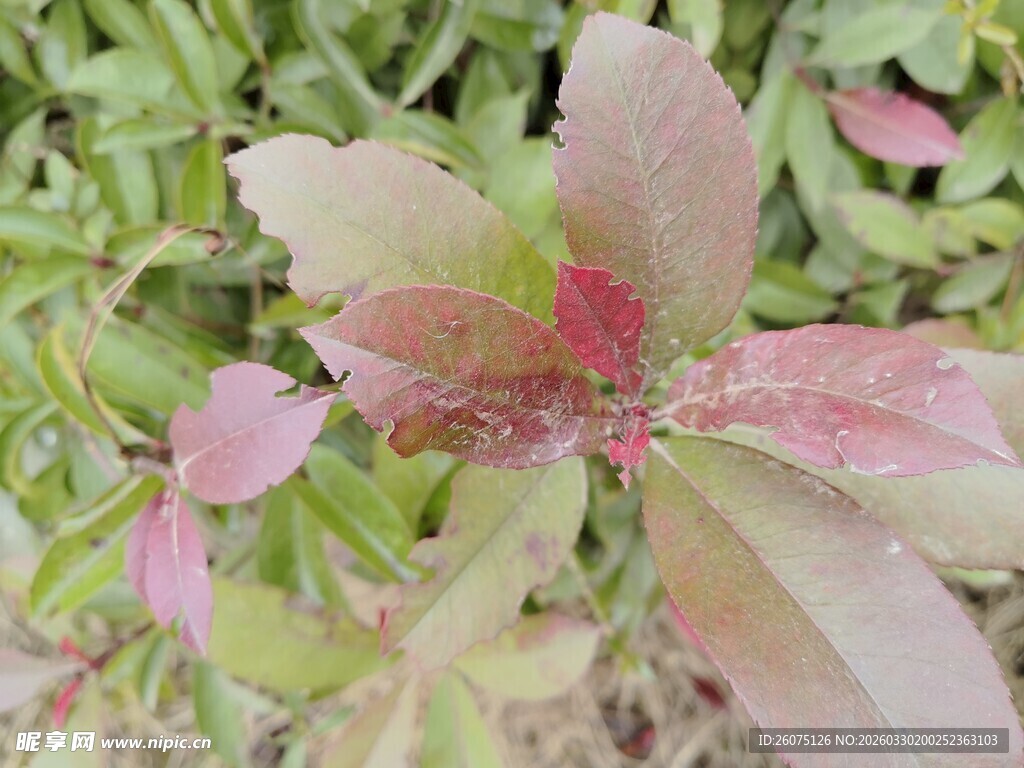 多彩叶片植物特写