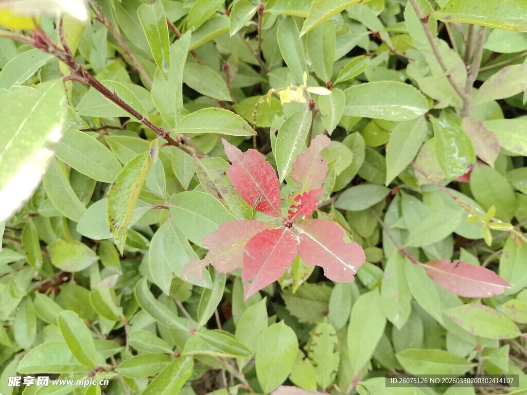 绿叶丛中的红色植物