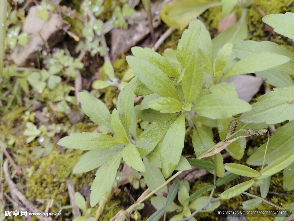 嫩绿植物生长于苔藓间