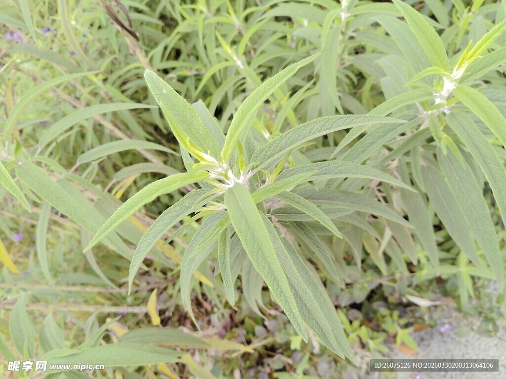 野外绿色植物特写