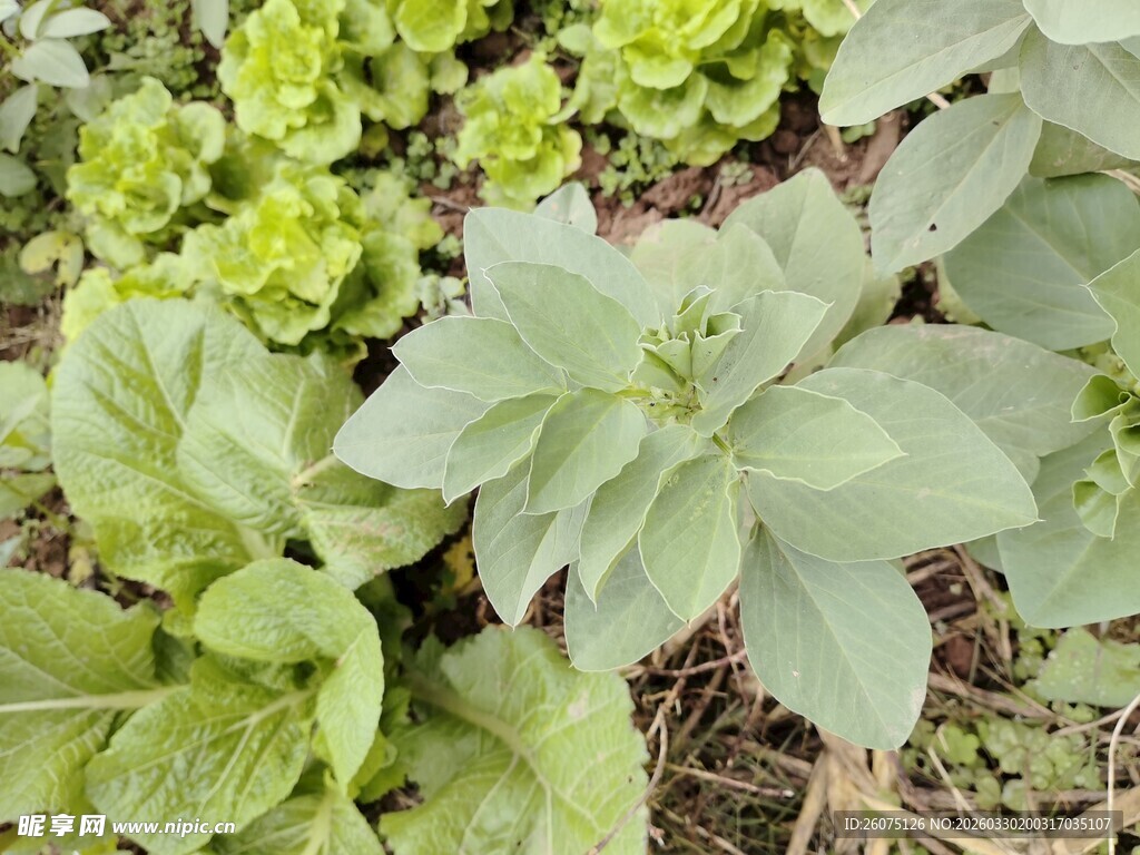 嫩绿生菜生长于田园间