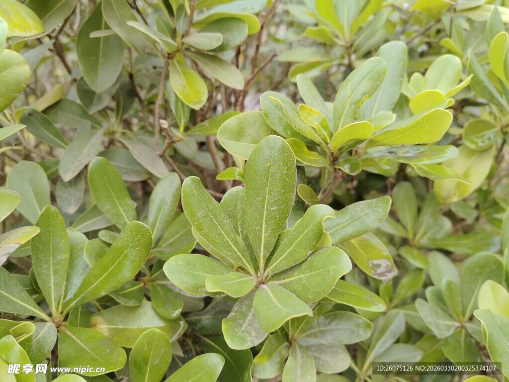 绿叶繁茂的植物景观