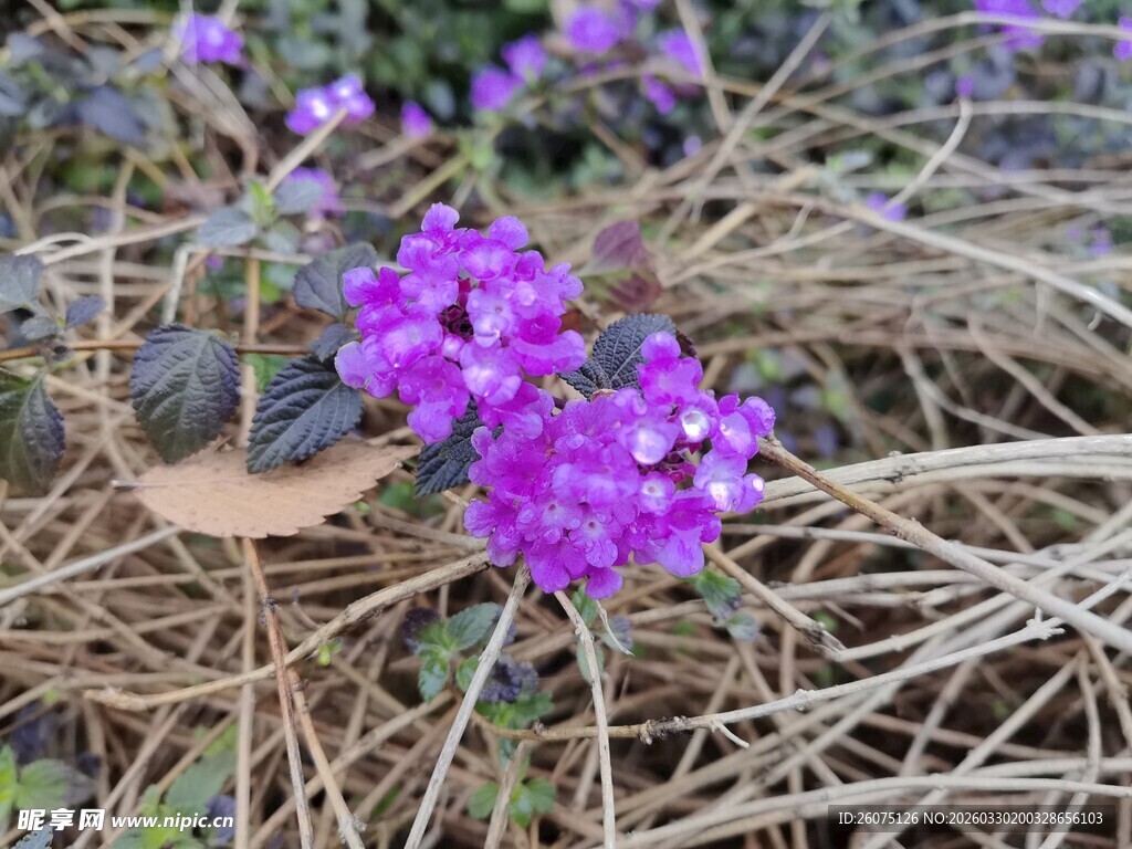 草丛中的紫色小花