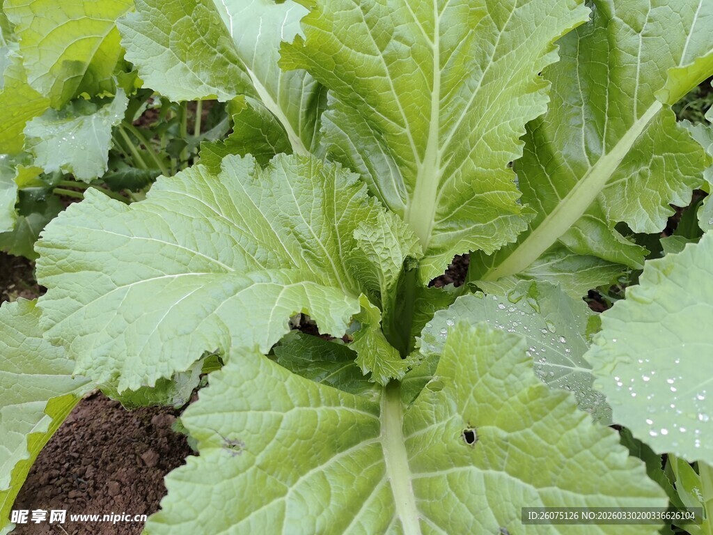 鲜嫩绿叶蔬菜特写