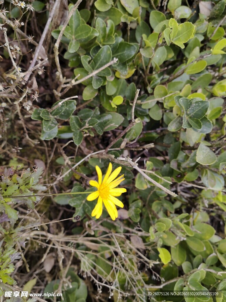 绿叶丛中的黄色小花