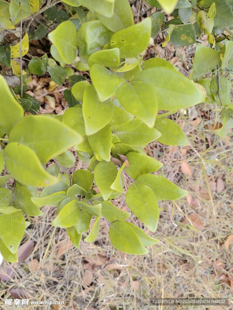 嫩绿叶片展现生机活力