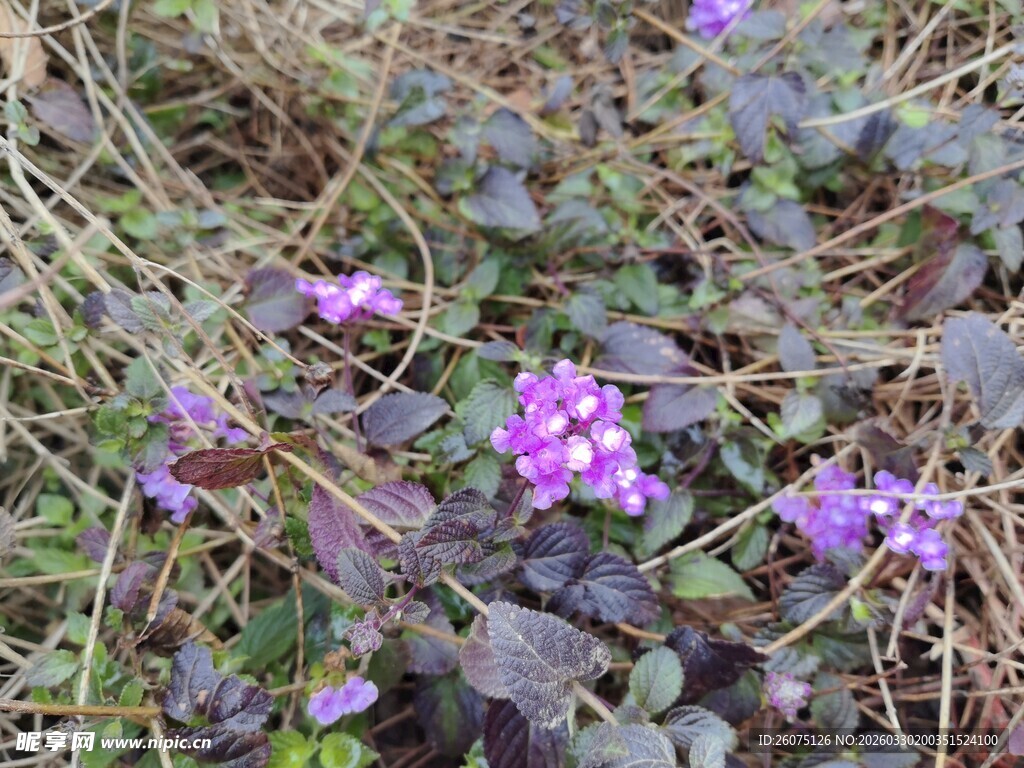 草丛中的紫色小花
