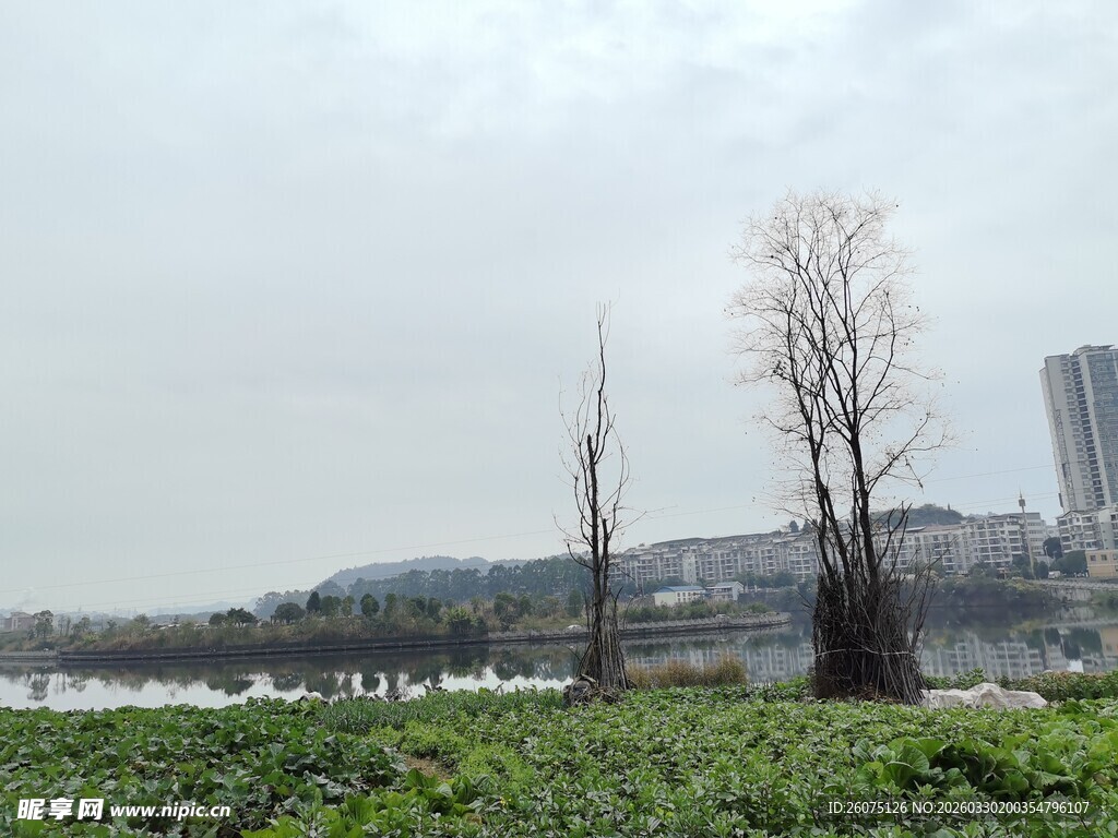 湖畔枯树与绿植景观