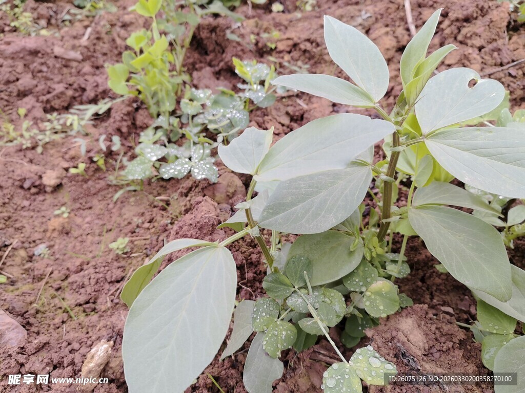 田间生长的绿叶植物