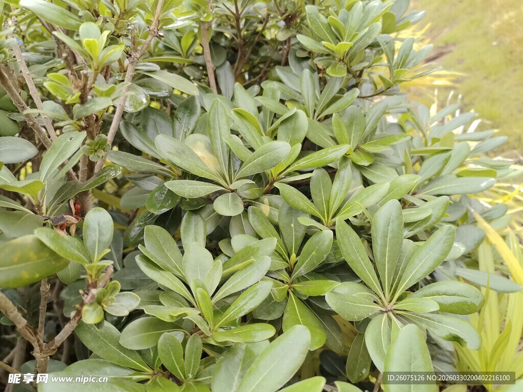 绿叶丛生的植物景观