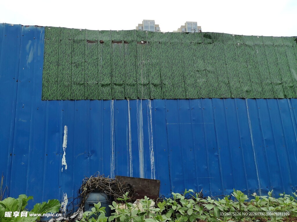 蓝色围挡旁的绿植景观