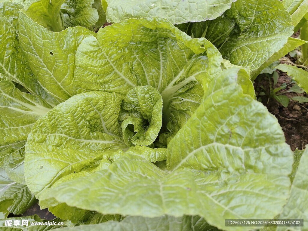 鲜嫩生菜田园蔬菜风采