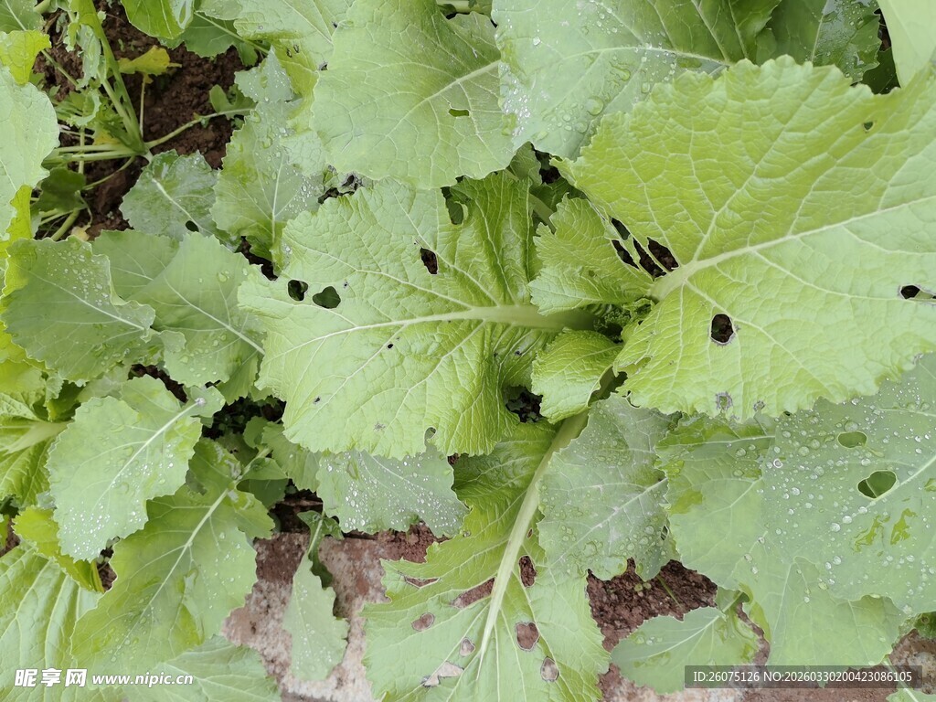 绿叶上的黑色小昆虫