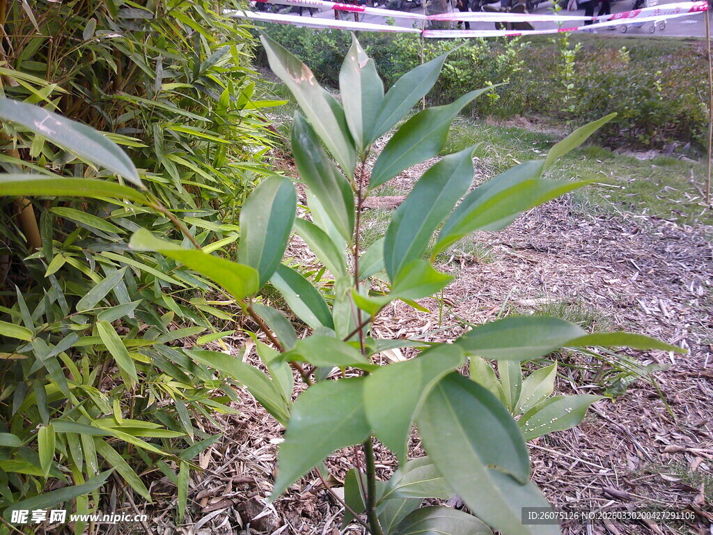 绿叶葱茏的户外植物