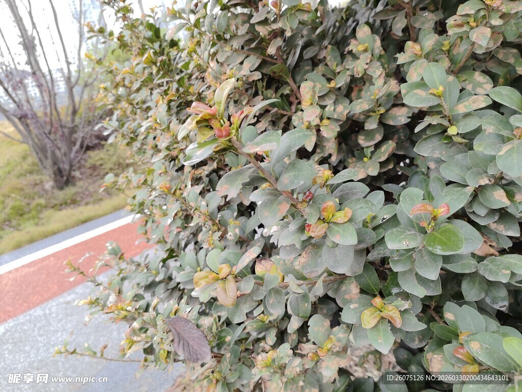 路边绿叶植物生机勃勃