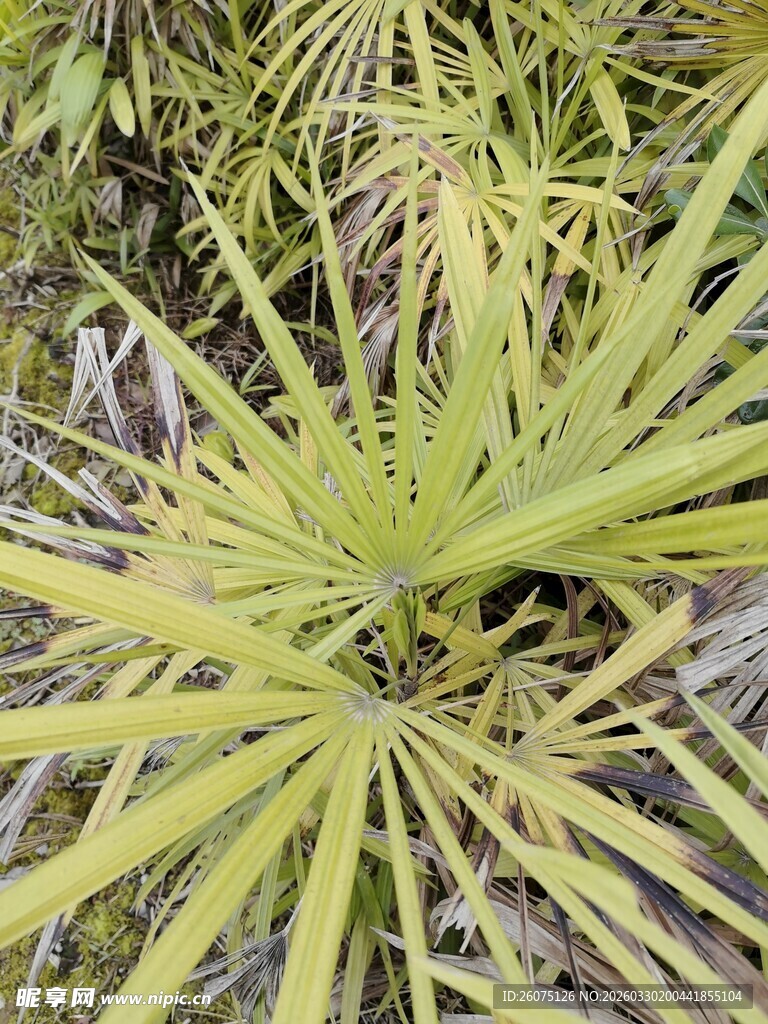 翠绿扇形叶片的独特植物