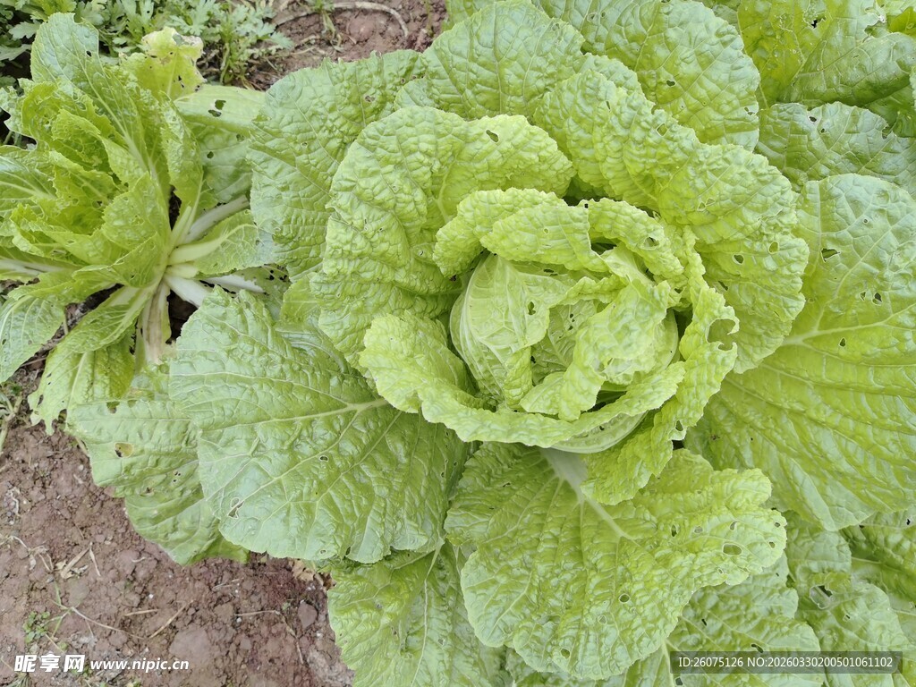 田间鲜嫩大白菜
