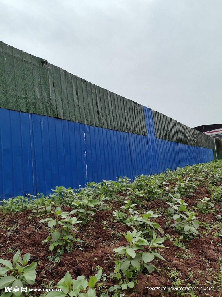 蓝色围挡旁的绿植农田