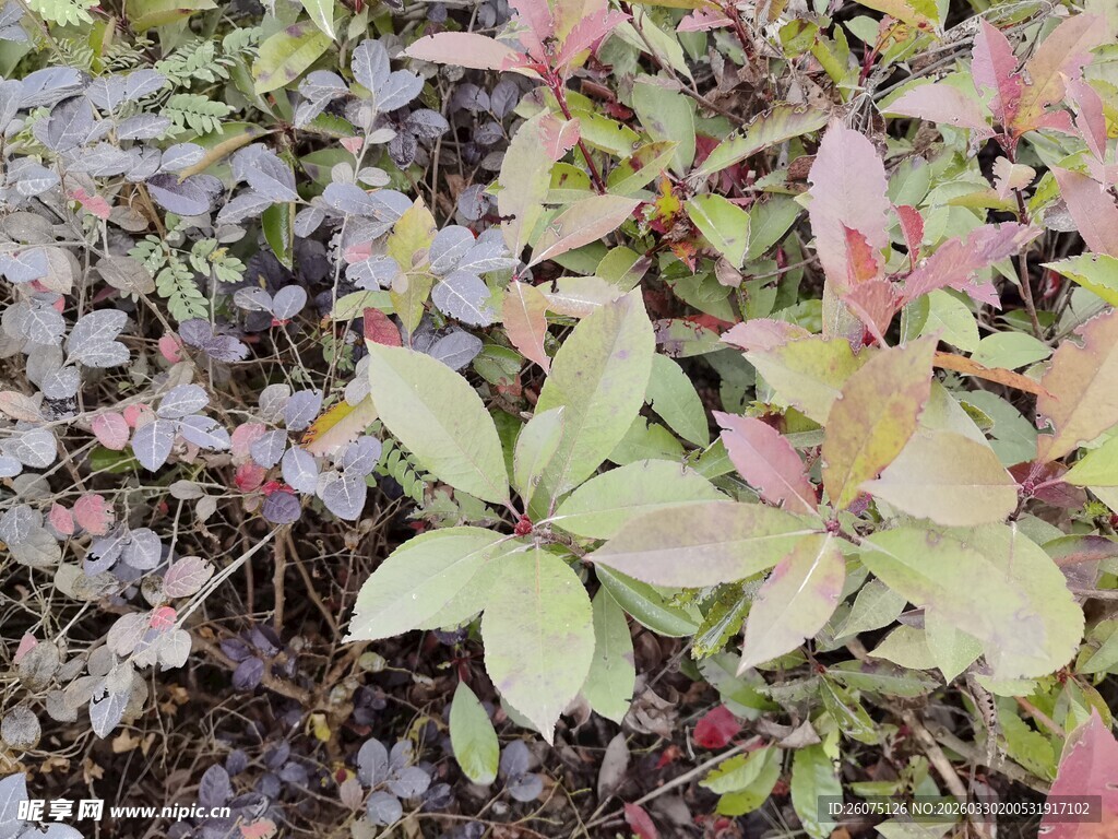多彩叶片植物特写