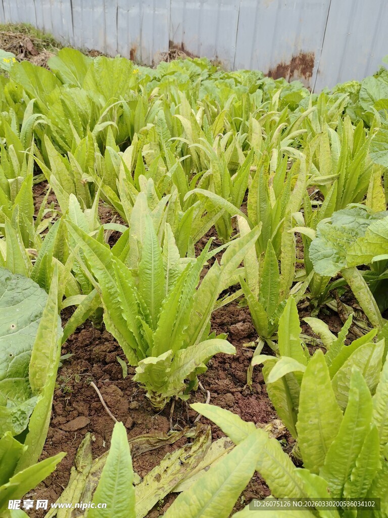 农田里的嫩绿蔬菜植株