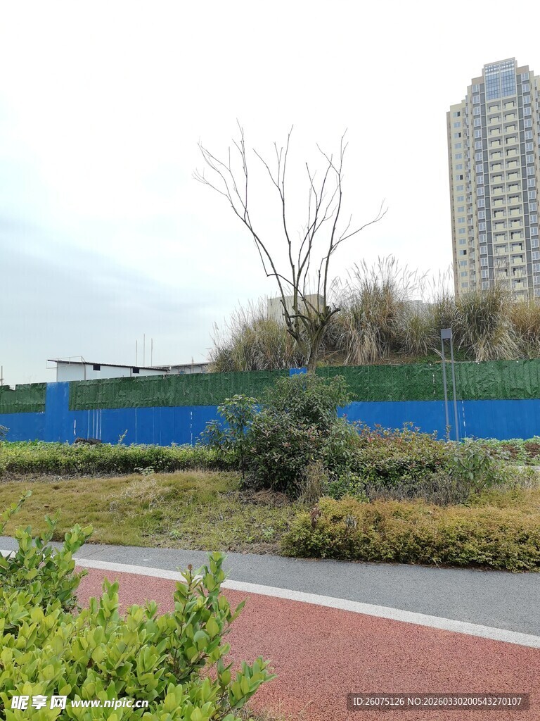城市路边的绿植与高楼