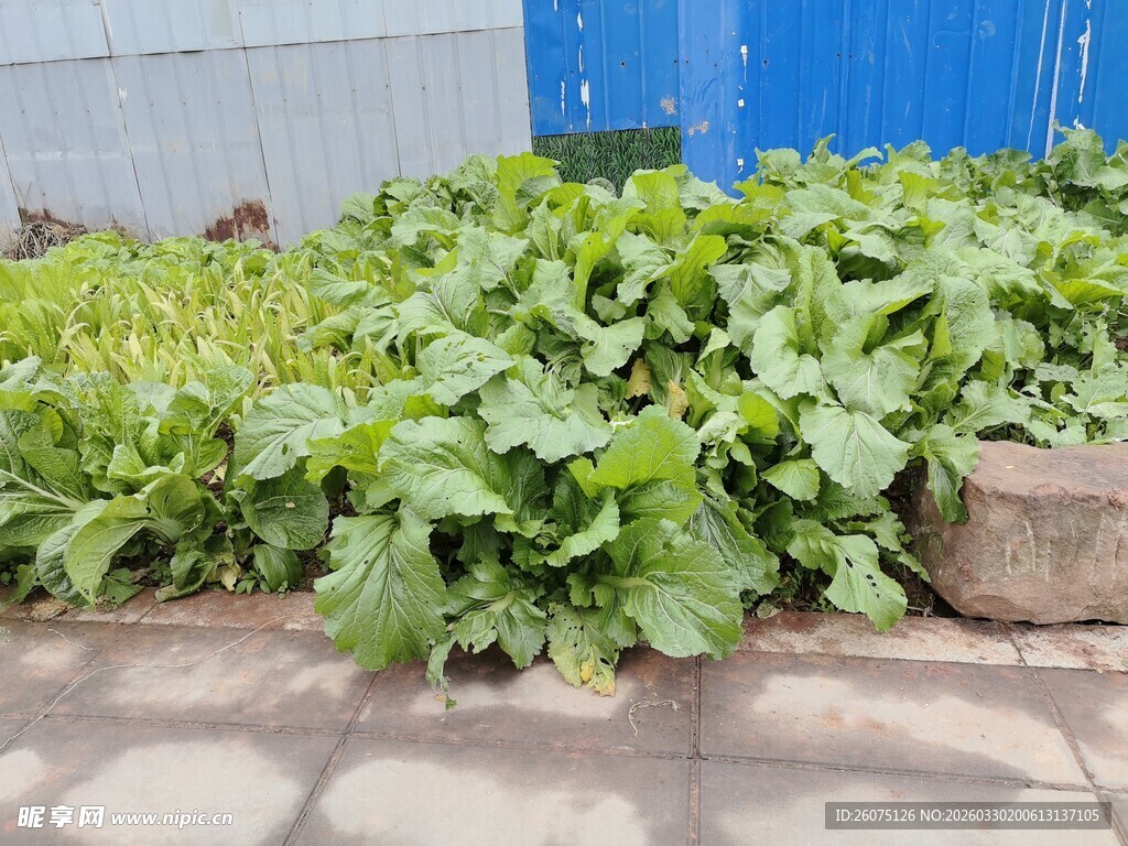 户外绿植蔬菜生机满满