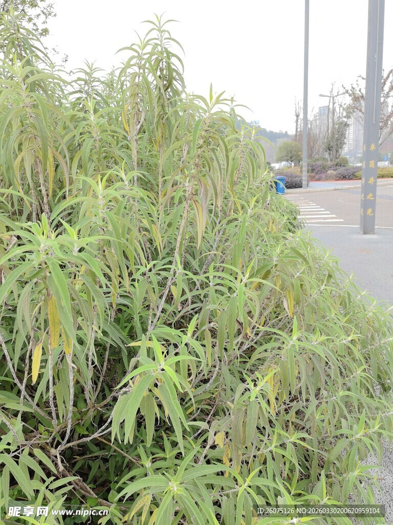 路边繁茂的绿色植物