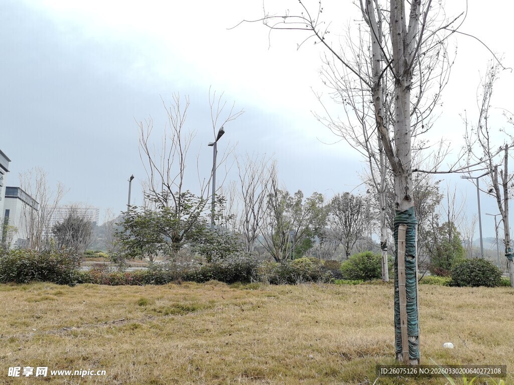 冬日郊外的树木与草地