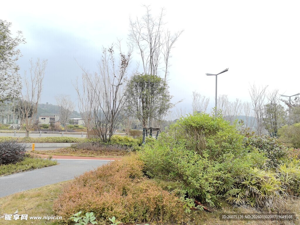 郊外小径旁的绿植与树木