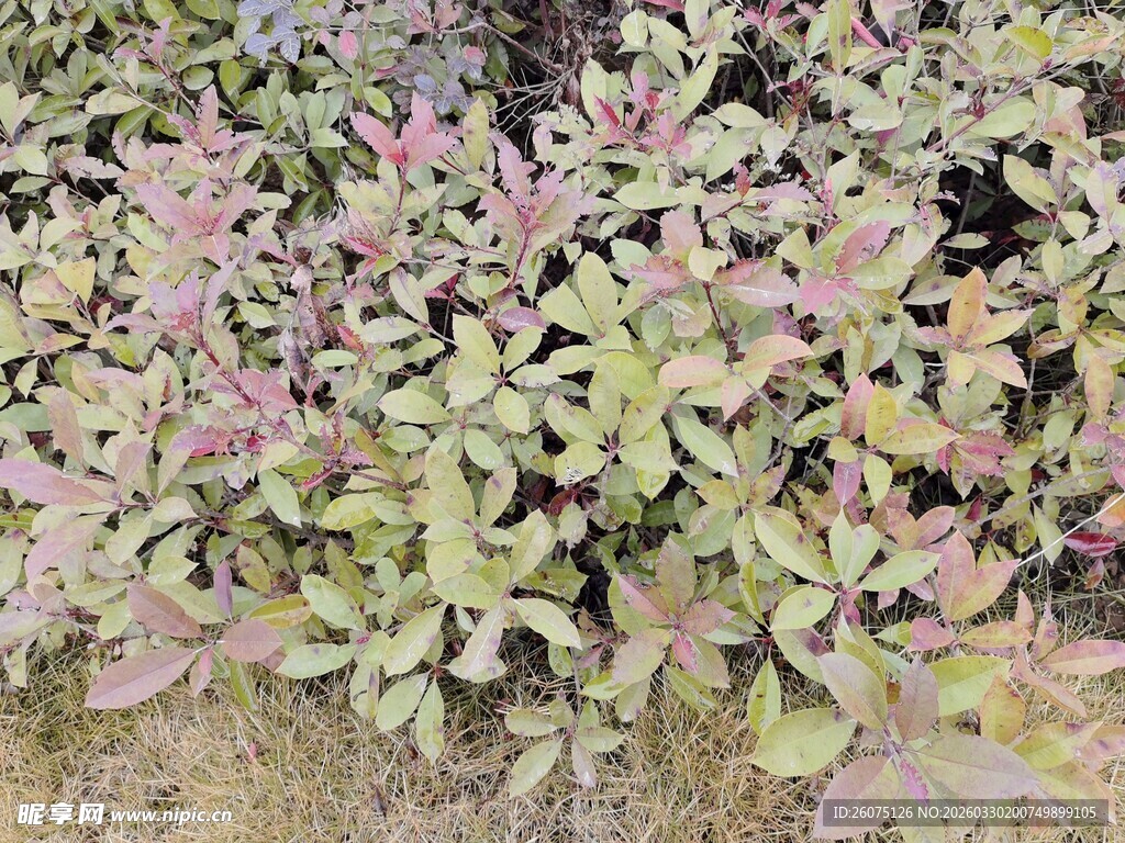 多彩叶片植物特写
