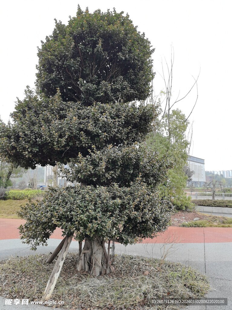 独特造型的景观松树