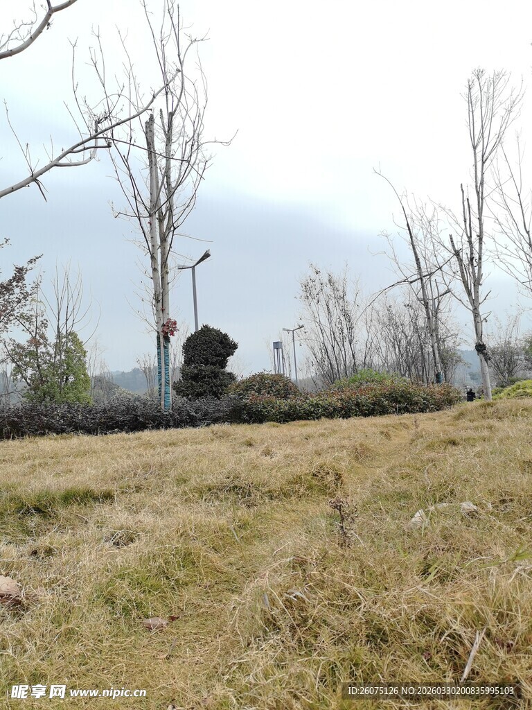 冬日旷野枯树萧瑟之景