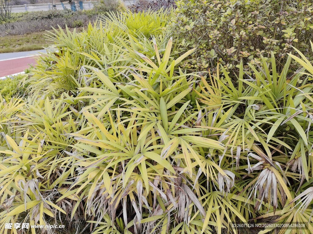 翠绿繁茂的丛生植物