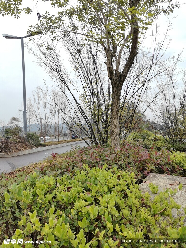 路边绿植与树木景观