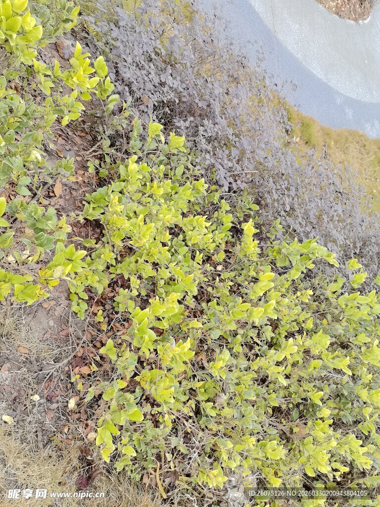 地面生长的嫩绿植物