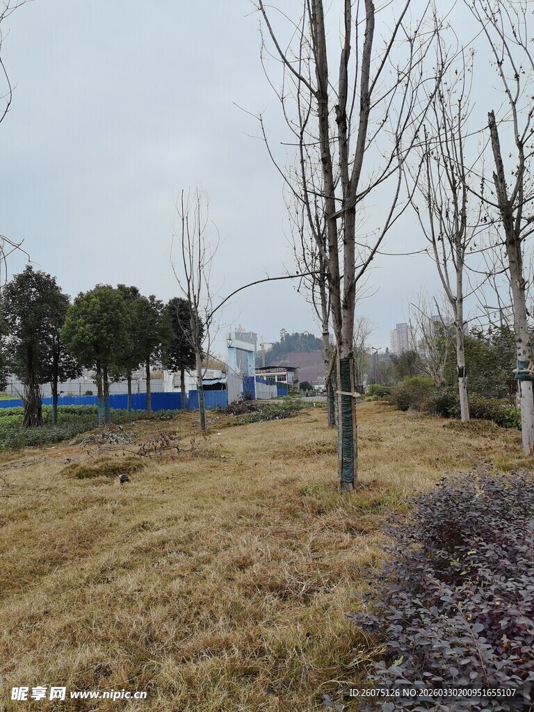 冬日郊野枯树景观