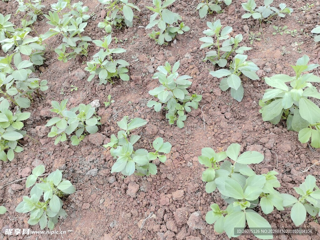花生幼苗茁壮成长的农田